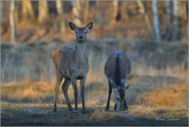 <p>JELEN LESNÍ (Cervus elaphus) obora Rumburk / Red deer / Rothirsch</p>