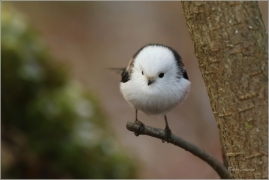 <p>MLYNAŘÍK DLOUHOOCASÝ (Aegithalos caudatus) Šluknovsko-Jiříkov ---- /Long-tailed-tit - Schwanzmeise/</p>
