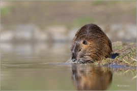 <p>NUTRIE ŘÍČNÍ (Myocastor coypus) M. Boleslav ---- /Coypu- Nutria/</p>