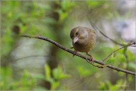 <p>ZVONEK ZELENÝ (Carduelis chloris) ---- /European greenfinch - Grünfink/</p>