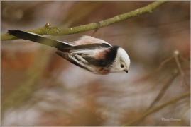 <p>MLYNAŘÍK DLOUHOOCASÝ (Aegithalos caudatus) Šluknovsko-Jiříkov ---- /Long-tailed-tit - Schwanzmeise/</p>