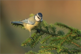 <p>SÝKORA MODŘINKA (Cyanistes caeruleus) ---- /Eurasian blue tit - Blaumeise/</p>