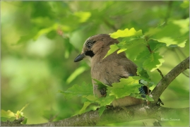 <p>SOJKA OBECNÁ (Garrulus glandarius) Praha, Stromovka ---- /Eurasian jay - Eichelhäher/</p>