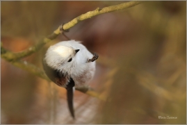 <p>MLYNAŘÍK DLOUHOOCASÝ (Aegithalos caudatus) Šluknovsko-Jiříkov ---- /Long-tailed-tit - Schwanzmeise/</p>