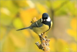 <p>SÝKORA KOŇADRA (Parus major) ------- /Great tit - Kohlmeise/</p>