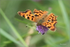 <p>BABOČKA BÍLÉ C (Polygonia c-album) ---- /Comma - C-Falter/</p>