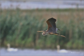 <p>VOLAVKA ČERVENÁ (Ardea purpurea) jižní Morava ---- /Purple heron - Purpurreiher/</p>