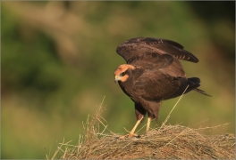 <p>MOTÁK POCHOP (Circus aeruginosus) --- /Western marsh harrier - Rohrweihe/</p>