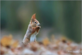 <p>VEVERKA OBECNÁ (Sciurus vulgaris) ---- /Red squirrel - Eichhörnchen/</p>