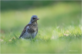 <p>DROZD KVÍČALA (Turdus pilaris) /Fieldfare - Wacholderdrossel/</p>