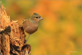 <p>PĚNKAVA OBECNÁ (Fringilla coelebs) Šluknovsko ----- /Common chaffinch - Buchfink/</p>