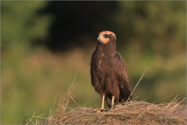 <p>MOTÁK POCHOP (Circus aeruginosus) --- /Western marsh harrier - Rohrweihe/</p>