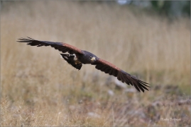 <p>KÁNĚ HARRISOVA (Parabuteo unicinctus) ---- /Harris's hawk - Wüstenbussard/</p>