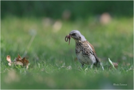 <p>DROZD KVÍČALA (Turdus pilaris) /Fieldfare - Wacholderdrossel/</p>