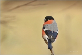 <p>HÝL OBECNÝ (Pyrrhula pyrrhula) Šluknovsko - Jiříkov ------- /Eurasian bullfinch - Gimpel/</p>