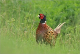 <p>BAŽANT OBECNÝ (Phasianus colchicus) - jižní Morava ---- /Common peansant - Fasan/</p>