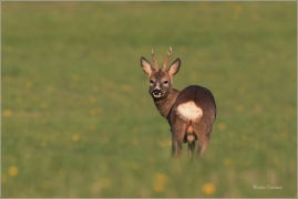 <p>SRNEC OBECNÝ (Capreolus capreolus) Šluknovsko - Království --- /European roe deer - Reh/</p>
