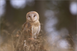 <p>SOVA PÁLENÁ (Tyto alba) sokolnicky vedená /Western barn owl - Schleiereule/</p>