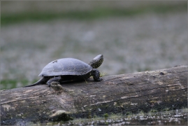 <p>ŽELVA BAHENNÍ (Emys orbicularis) - jižní Morava --- /European pond turtle - Europäische Sumpfschildkröte/</p>