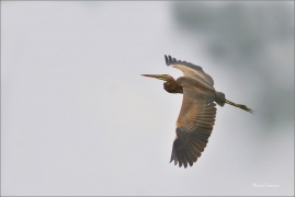 <p>VOLAVKA ČERVENÁ (Ardea purpurea) ---- /Purple heron - Purpurreiher/</p>