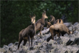 <p>KAMZÍK HORSKÝ (Rupicapra rupicapra) Lužické hory, Studenec ---- /Chamois - Gämse/</p>