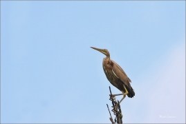 <p>VOLAVKA ČERVENÁ (Ardea purpurea) ---- /Purple heron - Purpurreiher/</p>
