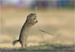 <p>SYSEL OBECNÝ (Spermophilus citellus) --- /European ground squirrel - Europäisches Ziesel/</p>