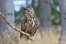 <p>VÝR VELKÝ (Bubo bubo) sokolnicky vedený /Eurasian eagle-owl - Uhu/</p>
