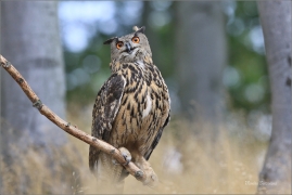 <p>VÝR VELKÝ (Bubo bubo) sokolnicky vedený /Eurasian eagle-owl - Uhu/</p>