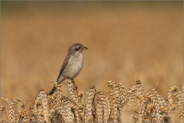 <p>ŤUHÝK OBECNÝ (Lanius collurio) - Šluknovsko-Jiříkov ---- /Red-backed shrike - Neuntöter/</p>