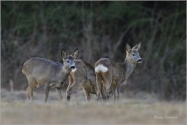 <p>SRNEC OBECNÝ (Capreolus capreolus) Šluknovsko - Valdek --- /European roe deer - Reh/</p>