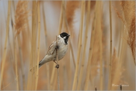 <p>STRNAD RÁKOSNÍ (Emberiza schoeniclus) Ústecko ----- /Common reed bunting – Rohrammer/</p>