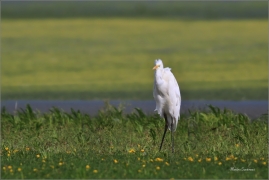 <p>VOLAVKA BÍLÁ (Egretta alba)</p>