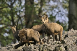 <p>KAMZÍK HORSKÝ (Rupicapra rupicapra) Lužické hory, Studenec ---- /Chamois - Gämse/</p>
