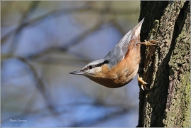 <p>BRHLÍK LESNÍ (Sitta europaea) ---- /Eurasian nuthatch - Kleiber/</p>