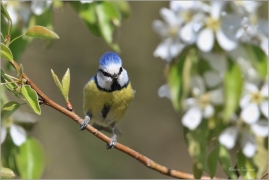 <p>SÝKORA MODŘINKA (Cyanistes caeruleus) ---- /Eurasian blue tit - Blaumeise/</p>