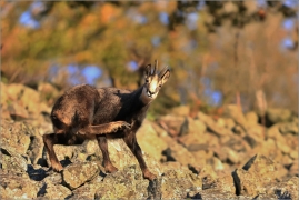<p>KAMZÍK HORSKÝ (Rupicapra rupicapra) Lužické hory ---- /Chamois - Gämse/</p>