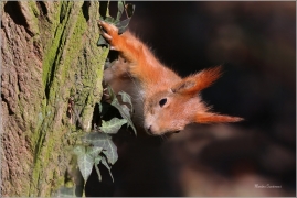 <p>VEVERKA OBECNÁ (Sciurus vulgaris) M. Boleslav ---- /Red squirrel - Eichhörnchen/</p>