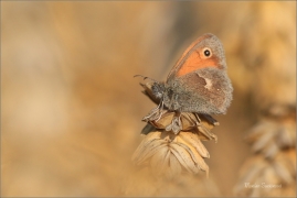 <p>OKÁČ POHÁŇKOVÝ (Coenonympha pamphilus) ---- /Small heath - Kleines Wiesenvögelchen/</p>