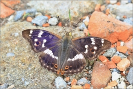<p>BATOLEC ČERVENÝ (Apatura ilia) jižní Morava ----- /Lesser purple emperor - Kleiner Schillerfalter/</p>