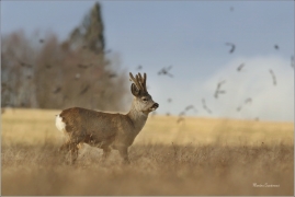 <p>SRNEC OBECNÝ (Capreolus capreolus) Šluknovsko - Jiříkov --- /European roe deer - Reh/</p>