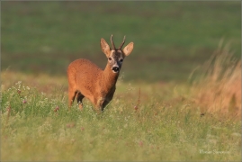 <p>SRNEC OBECNÝ (Capreolus capreolus) Šluknovskop - Jiříkov --- /European roe deer - Reh/</p>