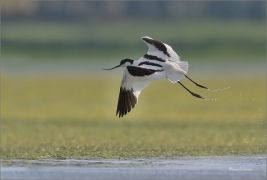 <p>TENKOZOBEC OPAČNÝ (Recurvirostra avosetta) jižní Morava ---- /Pied avocet - Säbelschnäbler/</p>