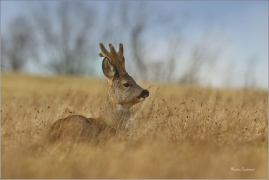<p>SRNEC OBECNÝ (Capreolus capreolus) Šluknovsko - Jiříkov --- /European roe deer - Reh/</p>