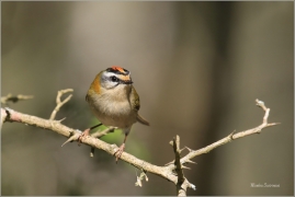 <p>KRÁLÍČEK OHNIVÝ (Regulus ignicapillus) Šluknovsko-Jiříkov --- /Firecrest - Sommergoldhähnchen/</p>