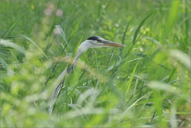 <p>VOLAVKA POPELAVÁ (Ardea cinerea) ---- /Grey heron - Graureiher/</p>