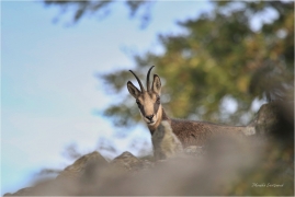 <p>KAMZÍK HORSKÝ (Rupicapra rupicapra) Lužické hory, Studenec ---- /Chamois - Gämse/</p>