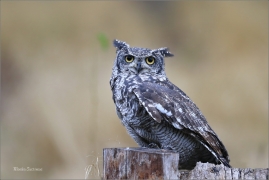 <p>VÝR AFRICKÝ (Bubo africanus) sokolnicky vedený ---- /Spotted eagle-owl - Fleckenuhu/</p>