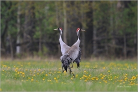 <p>JEŘÁB POPELAVÝ (Grus grus) - Šluknovsko, Království ---- /Common crane - Kranich/</p>