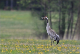 <p>JEŘÁB POPELAVÝ (Grus grus) - Šluknovsko, Království ---- /Common crane - Kranich/</p>